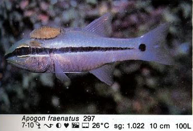 Apogon fraenatus